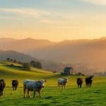 ferme-restaurant-eleveur-traiteur
