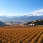 noix-grenoble-aop-filiere-isere