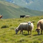 clotures-parcs-animaux-elevage